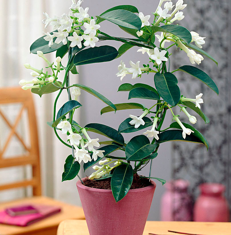 Wie pflegt man Stephanotis?